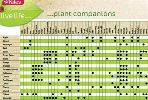 The Ultimate Guide To Companion Planting For Vegetable Gardens