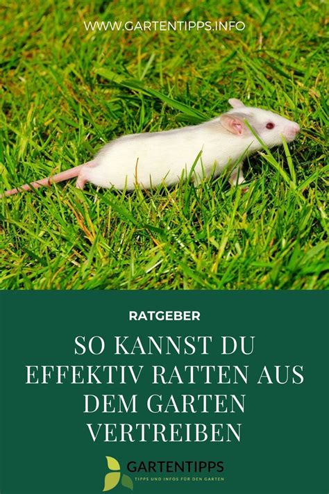 Ratten Im Garten Vertreiben