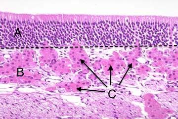 Olfactory Epithelium Histology