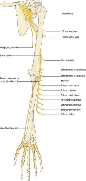 Pectoral Girdle And Upper Limb Overview And Surface Anatomy Basicmedical Key