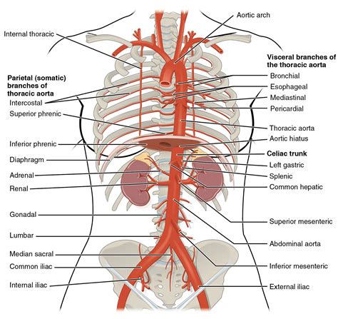 Testicular Artery Aorta