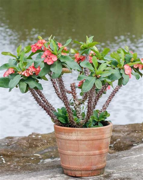 Crown Of Thorns Plant Care