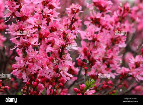 Details Picture Almendro De Flores Rosadas Abzlocal Mx