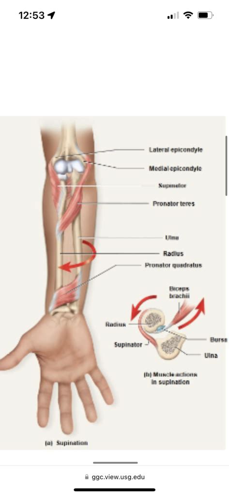 Lab Exam Pt Supination View Diagram Quizlet