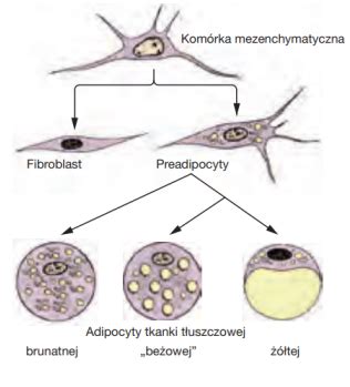 Fiszki Histologia Tkanka T Uszczowa Quizlet