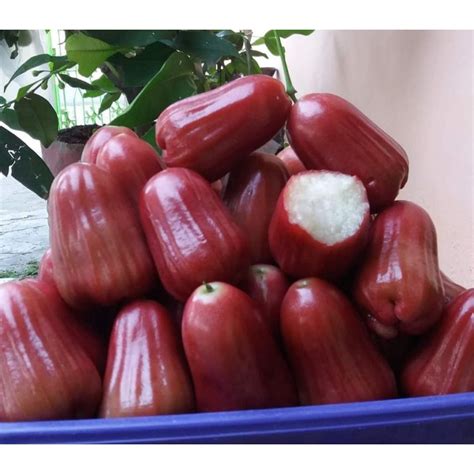 Jual Bibit Jambu Air Tong Sam Shi Okulasi Asli Buatan Sendiri Beli