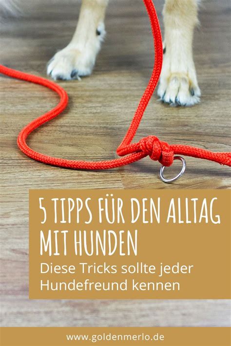 5 Tipps und Tricks für Hundefreunde GoldenMerlo Tricks für hunde