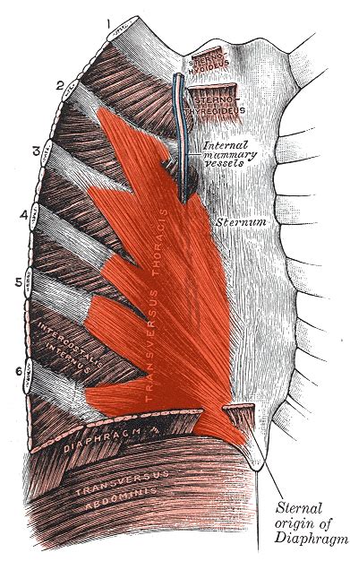 Sternal Pain - Different Causes - Physiopedia