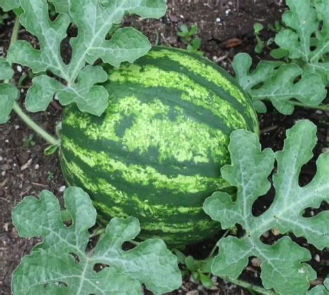 Wie Sie Immer Die Süßeste Wassermelone Auswählen Omas Beste Rezepte