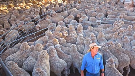 The Art Of Raising Million Merino Sheep In Australian Outback Sheep