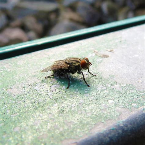 A Zoomed In And Close Up Capture Of A Chinese Fly In The Park Stock