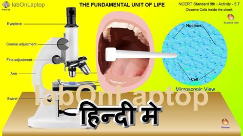 Ncert Class 9th Activity 5 7 Observing Cheek Cells In Microscope Labonlaptop Virtual Lab