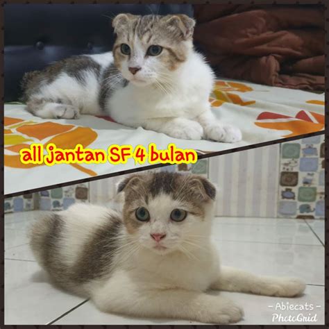 Jual Scottish Fold Sf Kucing Sf Kucing Scottish Bsh Persia Bengal