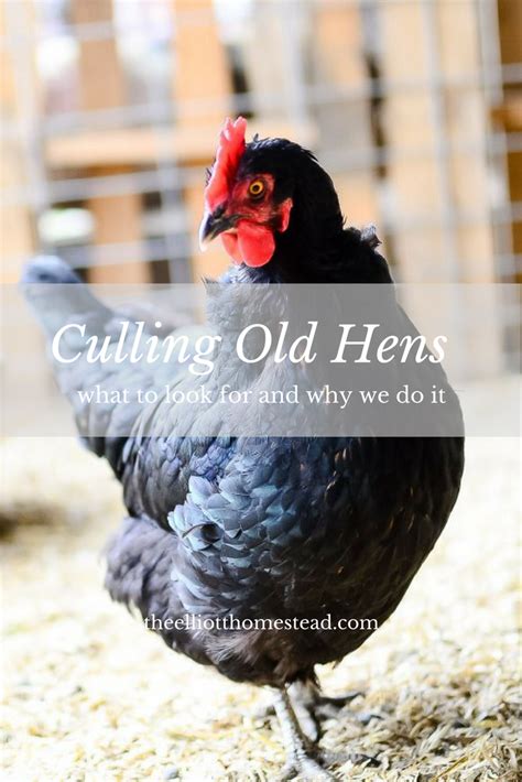 Culling Old Laying Hens What To Look For And Why We Do It The