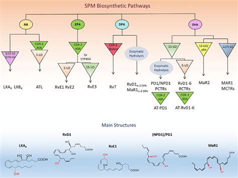 Specialized Pro Resolving Lipid Mediator Biosynthetic Pathways Main