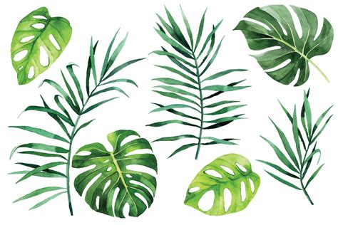 Watercolor Drawing Tropical Leaves Set Green Leaves Of Palm Monstera