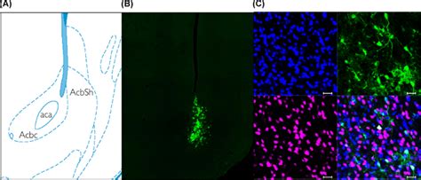 Overexpression Of Corticotropin Releasing Factor In The Nucleus