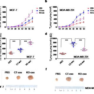 Autologous Exosomes Regulate The Growth Of Mcf And Mda Mb