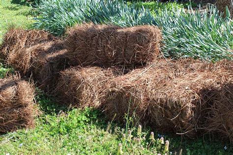 How to Use Straw Mulch in the Vegetable Garden