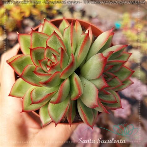 ECHEVERIA SKAT BICEFALA PT 09 Cm Santa Suculenta