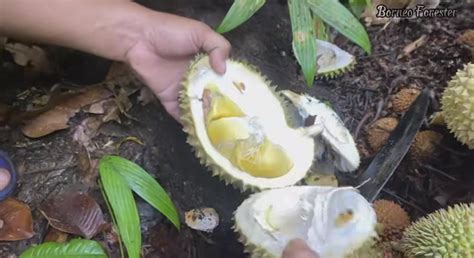 Langka Di Dunia Tumbuh Subur Di Indonesia Salah Satunya Durian Gundul