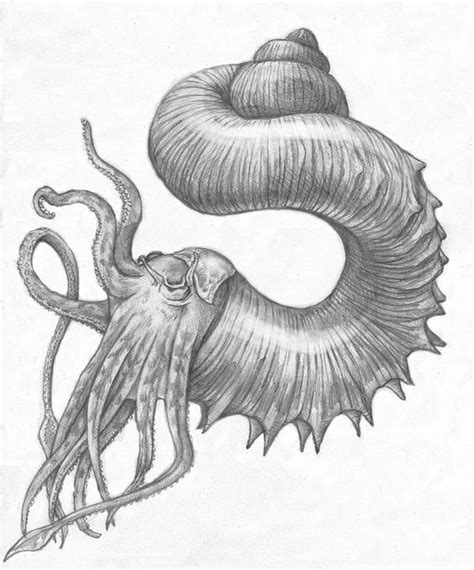 Nautiloid 2 by Parsons on DeviantArt