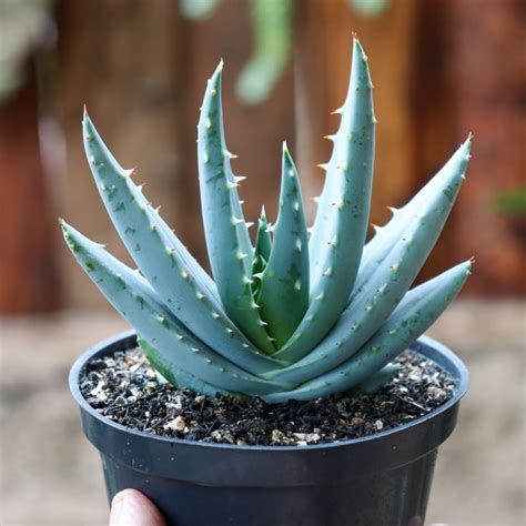 Aloe Peglerae Pote 11 Catálogo Vando Fabi Cactus e Suculentas