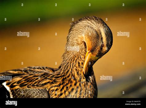 Warwick castle gardens hi-res stock photography and images - Alamy