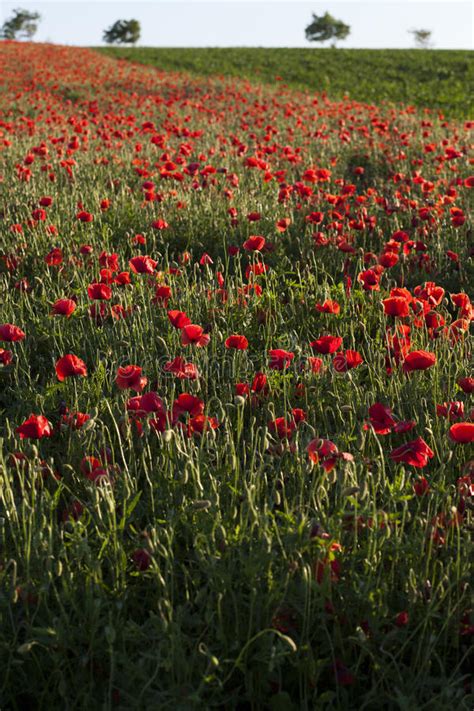 Vivid Poppy Field Stock Image Image Of Garden Grow 34019465