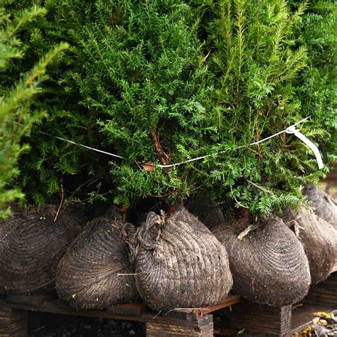 English Yew Hedging & Plants (Taxus baccata) | Hedges Direct