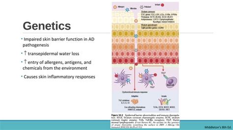 Atopic Dermatitis Ppt