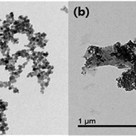 TEM Images Of A Fe 3 O 4 PEI Nanocomposites And B Fe 3 O 4 PEI