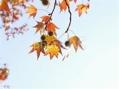 モミジバフウの紅葉と実 No 25417255｜写真素材なら「写真ac」無料（フリー）ダウンロードok