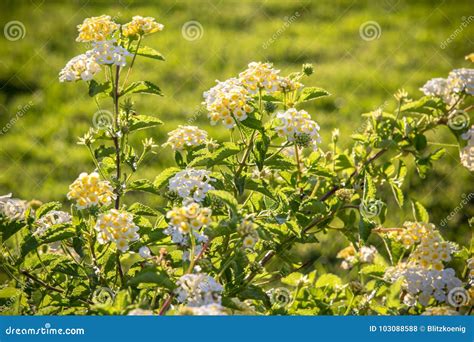 Flores Brancas Pequenas Em Um Fim Do Arbusto Acima Foto De Stock