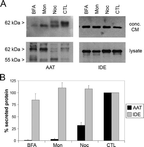 Insulin Degrading Enzyme Is Exported Via An Unconventional Protein