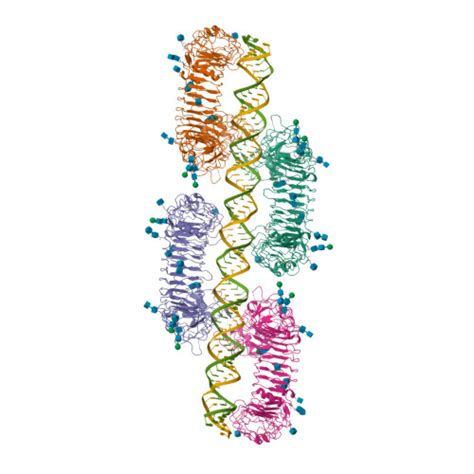 Rcsb Pdb Wm Cryo Em Structure Of Tetrameric Tlr In Complex With