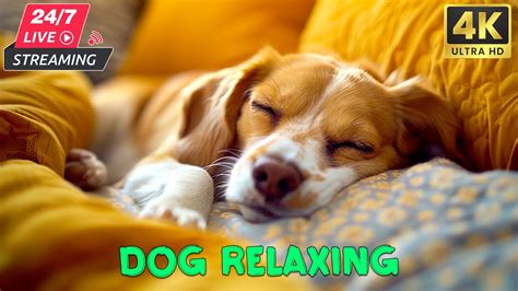 Dog Tv 24 Hour Anti Anxiety Music For Dogs ♪ Best Videos To Reduce