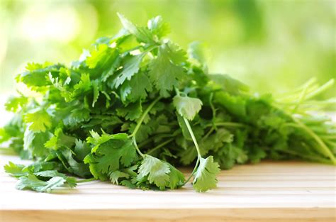 Benefits Of Coriander Health Tips From Kokilaben Hospital