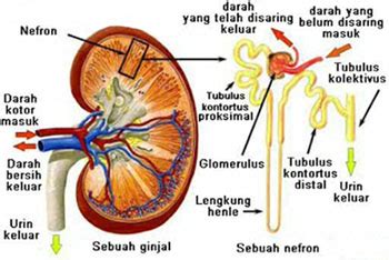 Bagian Bagian Ginjal Atau Struktur Ginjal Dan Fungsi Ginjal