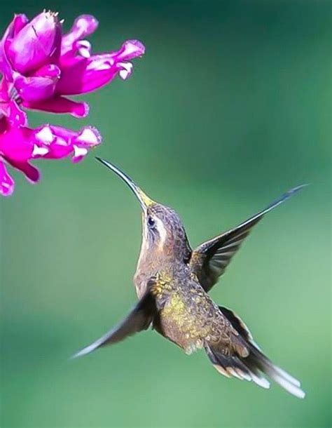 Pin By Lilian Eko On Colibrís Brisas World Birds Beautiful Birds