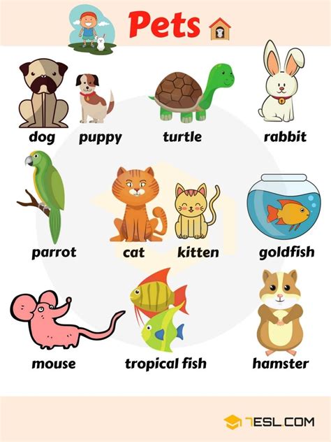 Pet Animals Images Chart