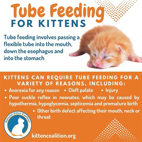 Tube Feeding For Kittens National Kitten Coalition