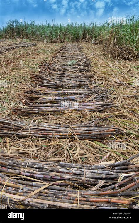 Zuckerrohrstroh Fotos und Bildmaterial in hoher Auflösung Alamy