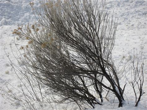 Tumbleweed Near Osoyoos An Unusual Site Snow In Osoyoos Flickr