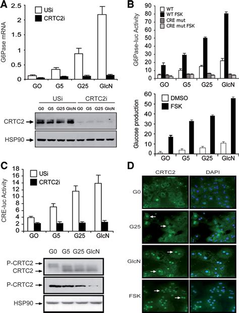 Hepatic Glucose Sensing Via The Creb Coactivator Crtc Science