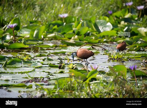 Avec Un Jacana Africain Actophilornis Africanus Banque De Photographies