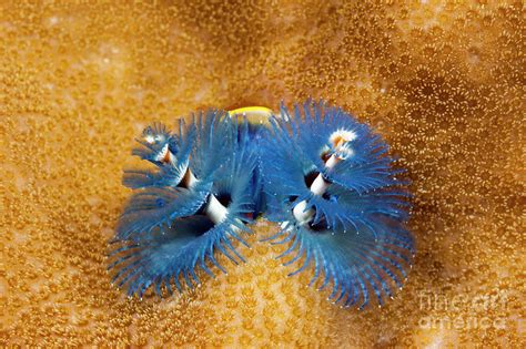 Blue Christmas Tree Worm Photograph By Reinhard Dirscherlscience Photo