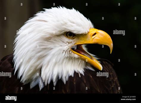 Fliegendes Rasiermesser Fotos Und Bildmaterial In Hoher Aufl Sung Alamy