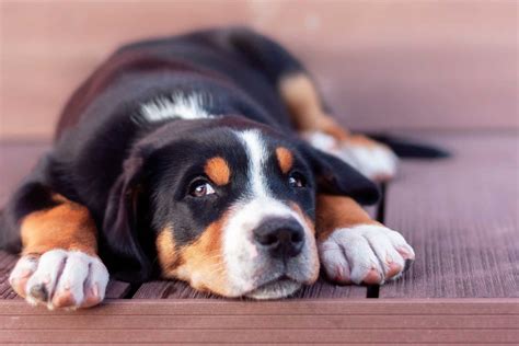 Top 4 Greater Swiss Mountain Dog Breeders In The U.S.