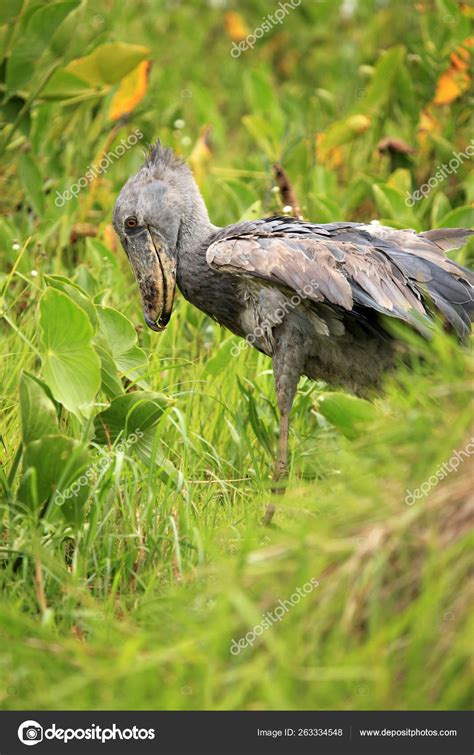 Wild Shoebill Natiral Habitat Lake Opeta Uganda Africa Stock Photo by ...